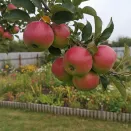 Яблоня невымерзающая Алтайское румяное № 3