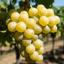 Виноград со вкусом сахарной ваты Коттон Кэнди № 2