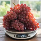 Виноград Кишмиш болезнеустойчивый Велес № 1