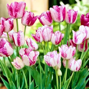 Тюльпан многоцветковый Тукан