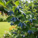 Жимолость со вкусом дикой ягоды Блэк Айс Крим № 1