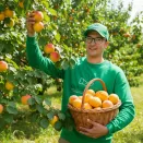 Априум (гибрид абрикоса и сливы) Кот-Н-Канди № 3