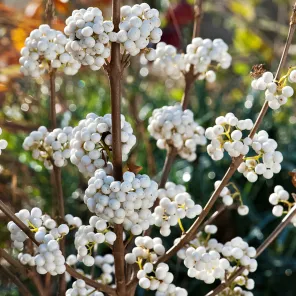 Красивоплодник Бодиньера Сноу Квин