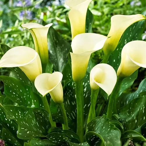 Калла Элеганза