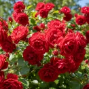 Роза плетистая Амадеус № 3