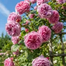 Роза плетистая теневыносливая Французское платье № 1