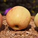 Яблоня для Урала Буляк № 2