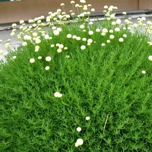 Сантолина неприхотливая Оливия