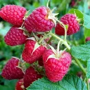 Малина ремонтантная (сверхранняя) Сластиха № 2