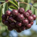 Рябина карликовая сладкая Бурка № 1