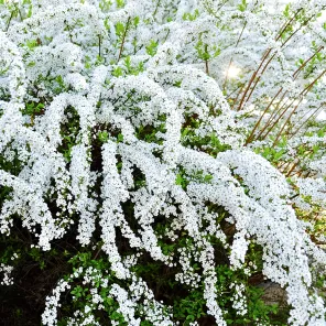 Спирея серая Грефшейм