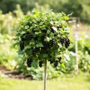 Смородина черная на штамбе Атлант № 1