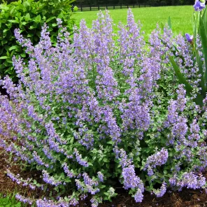 Котовник Фассена Блю Вандер