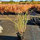 Мискантус китайский Кратер № 2