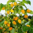 Малиновое дерево Голд № 2