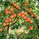 Абрикос Фаворит № 1