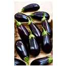 Баклажан Мулатка Уральский дачник № 3