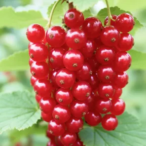 Смородина красная длиннокистная Ред Пул