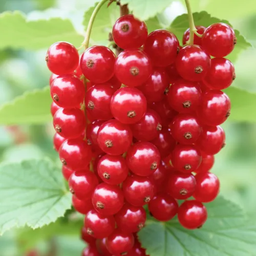 Смородина красная длиннокистная Ред Пул