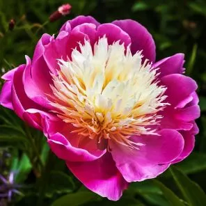 Пион Боул оф Бьюти