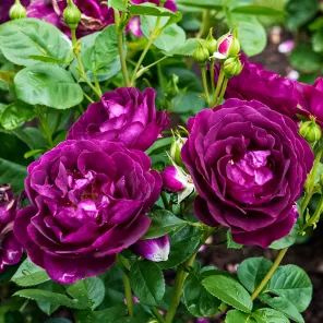 Роза флорибунда коллекционная Твайлайт Зоун