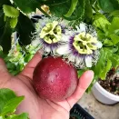 Маракуйя (пассифлора язычковая) Гранадилла № 1