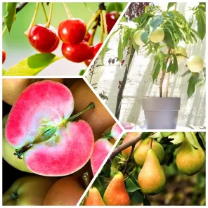 Сверхвыгода! Комплект компактных деревьев "Сад для удовольствия" из 4 сортов