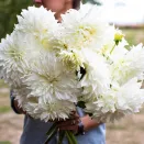 Георгина крупноцветковая макси Флерель № 2