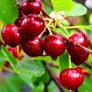 Вишня неприхотливая Уральская рубиновая № 2