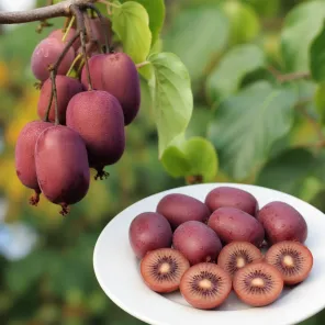 Актинидия аргута зимостойкая Кенс Ред