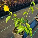 Керрия японская Пленум (Пленифлора) № 5