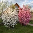 Сверхвыгода! Комплект раннецветущих экзотических кустарников "Пробуждение сада" из 2 сортов № 1