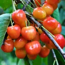 Черешня кремовая Краса Кубани улучшенная № 2