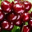 Вишня самоплодная сладкая Уйфехертой Фюртош № 1