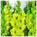 Гладиолус гофрированный Грин Стар № 3