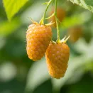 Ежемалина Голден Кларк (Кумберленд желтый) № 2