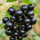 Смородина черная Черный бумер № 2