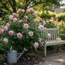 Роза канадская премиум Ламберт Клосс № 2