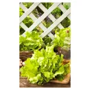 Салат Карамелька Уральский дачник № 3