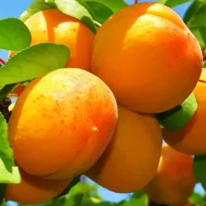 Абрикос ультраморозостойкий Хабаровский