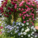 Сверхвыгода! Комплект плетистых роз "Цветут до самых морозов" из 4 сортов № 1