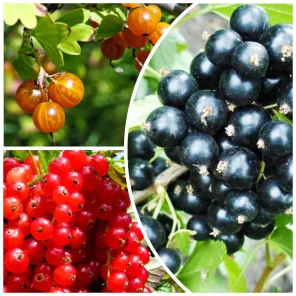 Сверхвыгода! Комплект смородины "Третья бесплатно" из 3 сортов