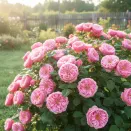 Роза чайно-гибридная Нортенгерское Аббатство № 1