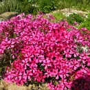 Флокс шиловидный Атропурпуреа № 1