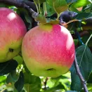 Яблоня болезнеустойчивая Свежесть № 2