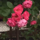 Роза штамбовая Ангела № 4