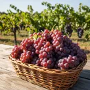 Виноград сладкий для сложного климата Свенсон Ред № 2