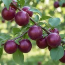 Черрикос (гибрид алычи и абрикоса черного) № 3