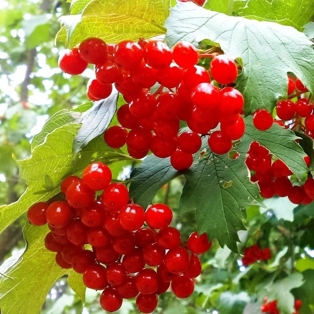 Калина сладкоплодная Вигорова