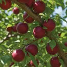 Слива самоплодная Уральская красная № 2